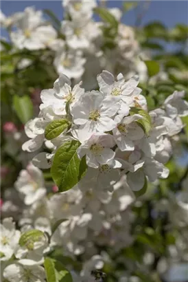 Zierapfel 'Evereste' -R- - Malus 'Evereste' -R- CAC