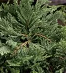 Flacher Wacholder 'Blue Chip' - Juniperus horizontalis 'Blue Chip' - Nadeln - Koniferen