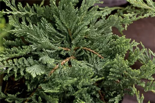 Flacher Wacholder 'Blue Chip' - Juniperus horizontalis 'Blue Chip' - Nadeln - Koniferen