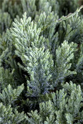 Flacher Wacholder 'Blue Chip' - Juniperus horizontalis 'Blue Chip' - Nadeln - Koniferen