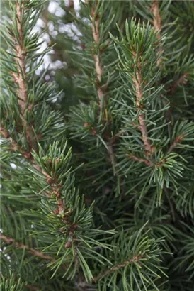 Zuckerhutfichte - Picea glauca 'Conica'