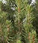 Zuckerhutfichte - Picea glauca 'Conica'