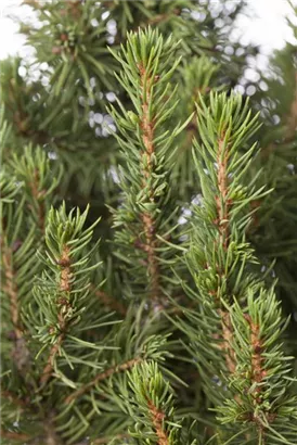 Zuckerhutfichte - Picea glauca 'Conica'