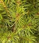 Zuckerhutfichte - Picea glauca 'Conica'