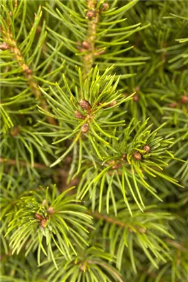 Zuckerhutfichte - Picea glauca 'Conica'