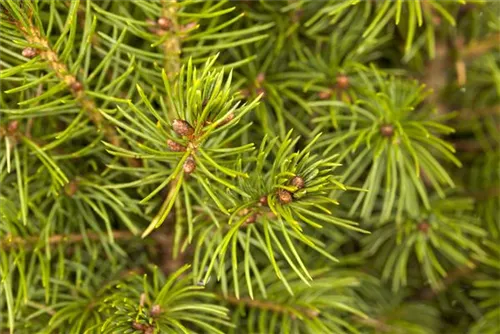 Zuckerhutfichte - Picea glauca 'Conica'