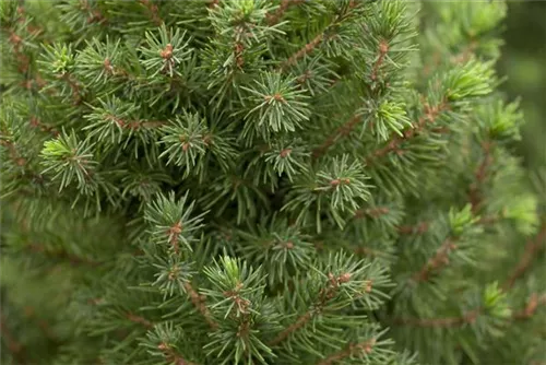 Zuckerhutfichte - Picea glauca 'Conica'