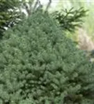 Zuckerhutfichte - Picea glauca 'Conica'