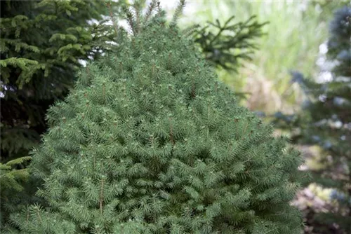 Zuckerhutfichte - Picea glauca 'Conica'