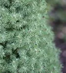 Zuckerhutfichte - Picea glauca 'Conica'