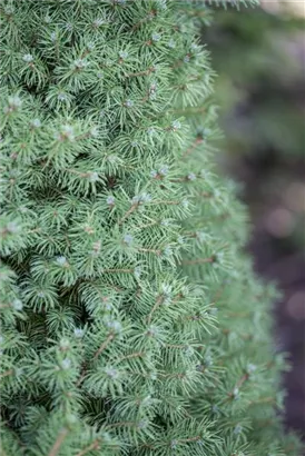 Zuckerhutfichte - Picea glauca 'Conica'