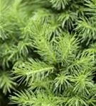 Zuckerhutfichte - Picea glauca 'Conica'