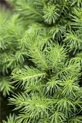 Zuckerhutfichte - Picea glauca 'Conica'