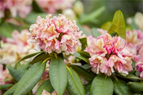 Rhododendron-Hybride 'Brasilia' - Rhododendron Hybr.'Brasilia' III