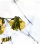 Großblättr.Sommerlinde - Tilia platyphyllos