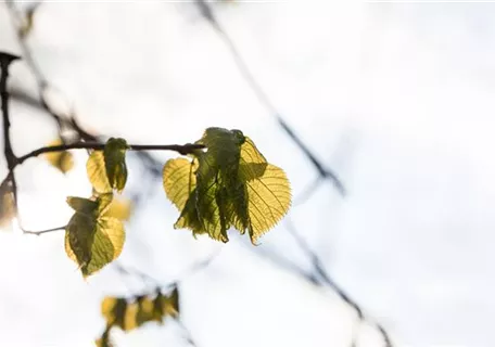 Tilia platyphyllos - Großblättr.Sommerlinde