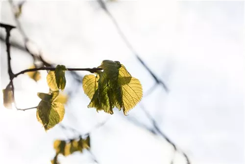 Großblättr.Sommerlinde - Tilia platyphyllos