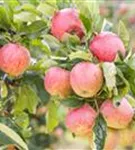 Apfel 'Gravensteiner' mittel - Malus 'Gravensteiner' CAC - Baum