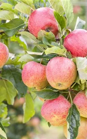 Malus 'Gravensteiner' CAC - Baum