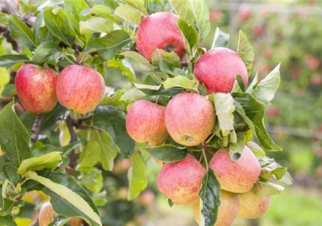 Malus 'Gravensteiner' CAC - Baum - Apfel 'Gravensteiner' mittel