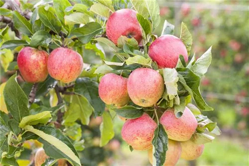 Apfel 'Gravensteiner' mittel - Malus 'Gravensteiner' CAC - Baum