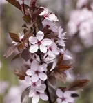 Blutpflaume - Prunus cerasifera 'Nigra' CAC - Formgehölze