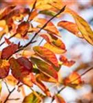 Kupfer-Felsenbirne - Amelanchier lamarckii - Wildgehölze