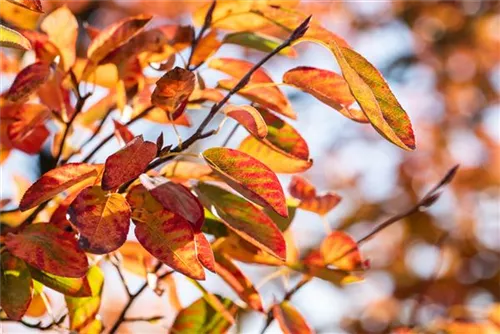 Kupfer-Felsenbirne - Amelanchier lamarckii - Wildgehölze