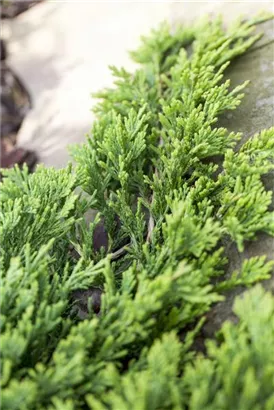 Goldener Teppichwacholder - Juniperus horizontalis 'Golden Carpet'