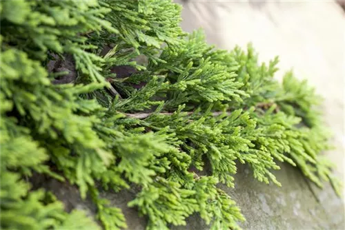 Goldener Teppichwacholder - Juniperus horizontalis 'Golden Carpet'