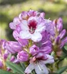 Rhododendron-Hybride 'Cassata' - Rhododendron Hybr.'Cassata' III