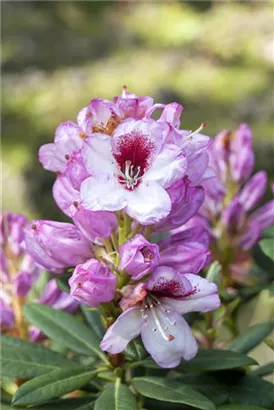 Rhododendron-Hybride 'Cassata' - Rhododendron Hybr.'Cassata' III