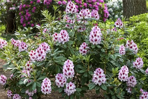 Rhododendron-Hybride 'Cassata' - Rhododendron Hybr.'Cassata' III