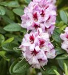 Rhododendron-Hybride 'Cassata' - Rhododendron Hybr.'Cassata' III