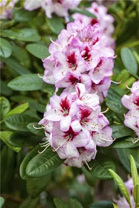 Rhododendron-Hybride 'Cassata' - Rhododendron Hybr.'Cassata' III