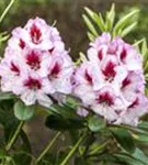 Rhododendron-Hybride 'Cassata' - Rhododendron Hybr.'Cassata' III