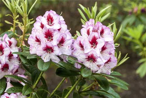 Rhododendron-Hybride 'Cassata' - Rhododendron Hybr.'Cassata' III