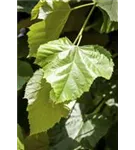 Kaiserlinde 'Pallida' - Tilia europaea 'Pallida' - Formgehölze