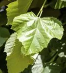 Silberlinde 'Brabant' - Tilia tomentosa 'Brabant'