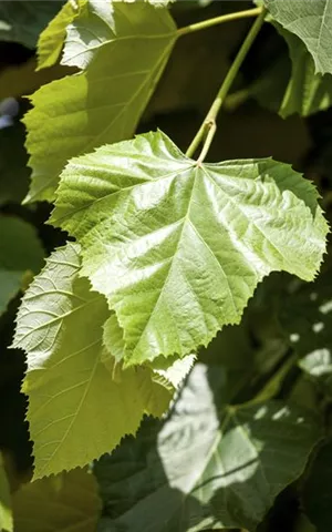 Tilia europaea 'Pallida' - Formgehölze