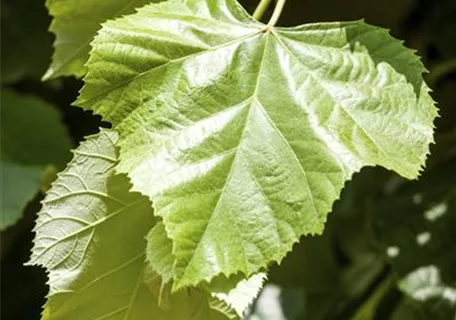 Tilia tomentosa - Silberlinde