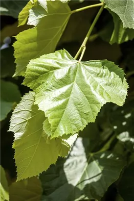 Kaiserlinde 'Pallida' - Tilia europaea 'Pallida' - Formgehölze