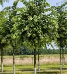 Silberlinde 'Brabant' - Tilia tomentosa 'Brabant'