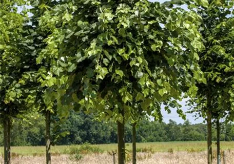 Tilia tomentosa 'Brabant' - Silberlinde 'Brabant'