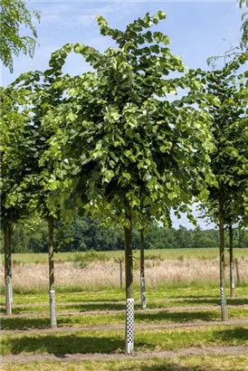 Silberlinde 'Brabant' - Tilia tomentosa 'Brabant'