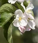 Apfel 'Jakob Lebel' mittel - Malus 'Jakob Lebel' CAC