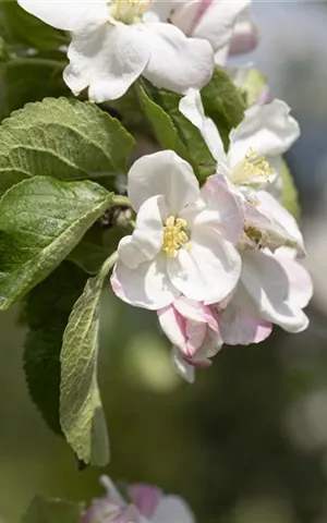 Malus 'Jakob Lebel' CAC