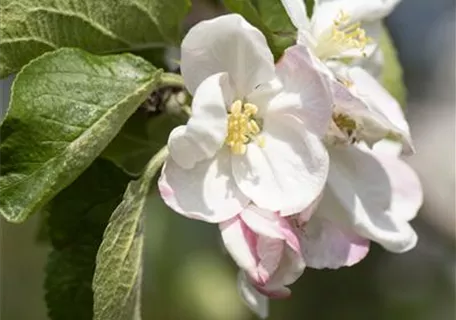 Malus 'Jakob Lebel' CAC - Apfel 'Jakob Lebel' mittel