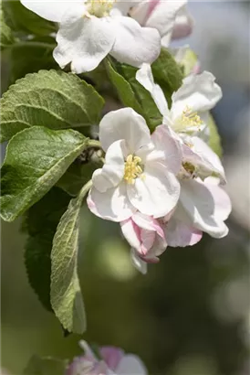 Apfel 'Jakob Lebel' mittel - Malus 'Jakob Lebel' CAC