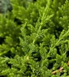 Teppichwacholder 'Prince of Wales' - Juniperus horizontalis 'Prince of Wales'